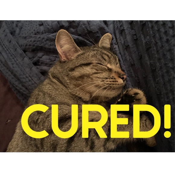 Other - SCOOTER IS CURED OF FIP!